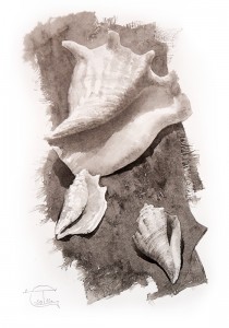 "Shells - II" ink, 50 x 35, 2012